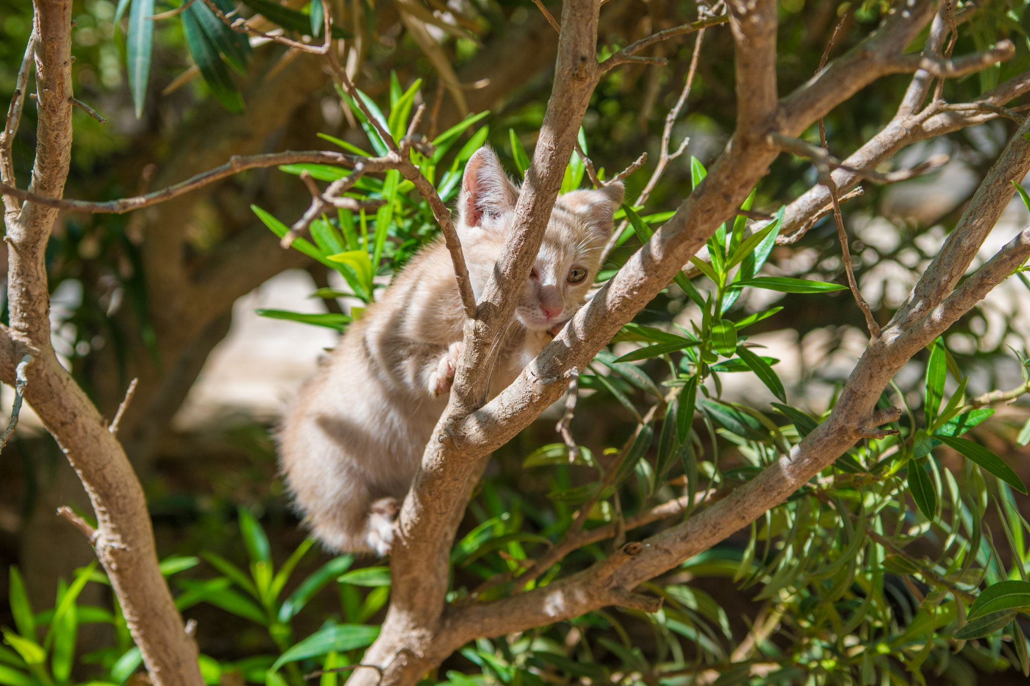 Sony ILCA-77M2 sample photo. Kitten on the tree photography