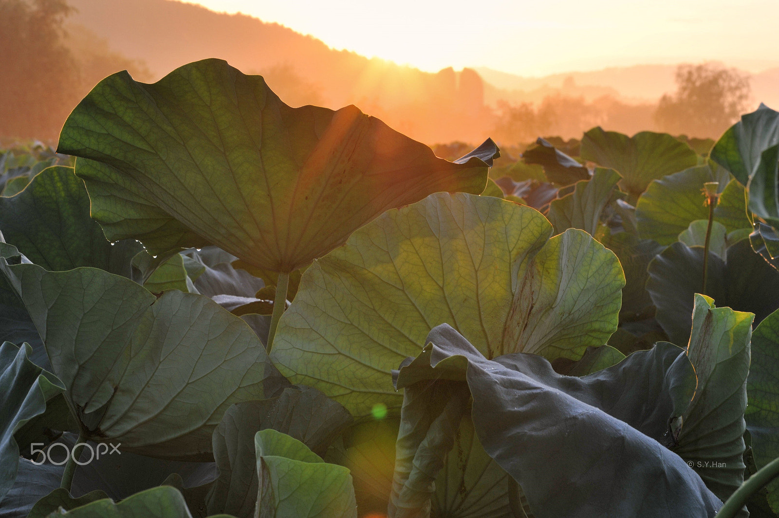 Nikon D700 + Sigma 105mm F2.8 EX DG Macro sample photo. Lotus garden photography