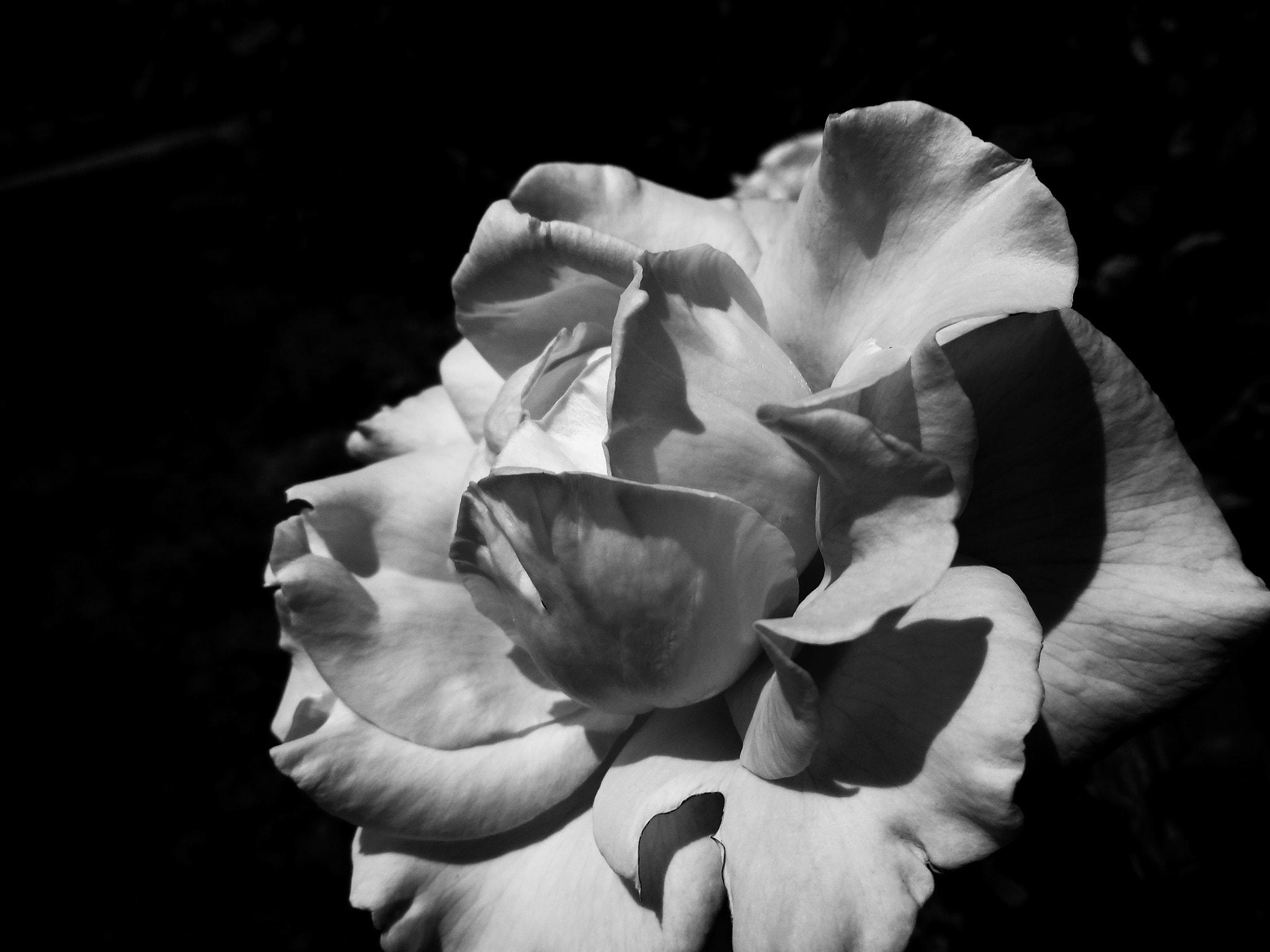 Sony DSC-WX150 sample photo. Dark flower photography