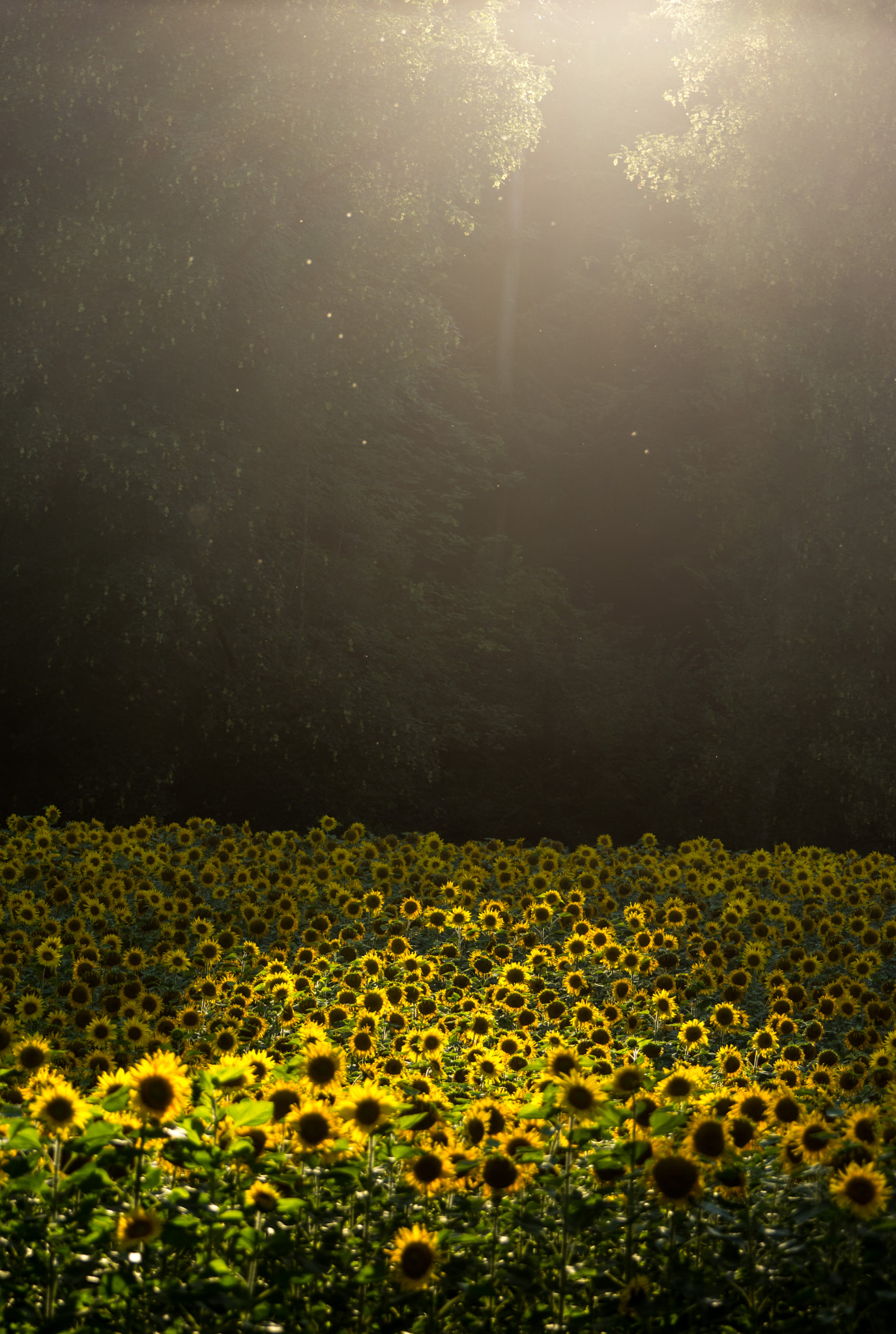 Sony 70-400mm F4-5.6 G SSM II sample photo. Summer feeling photography
