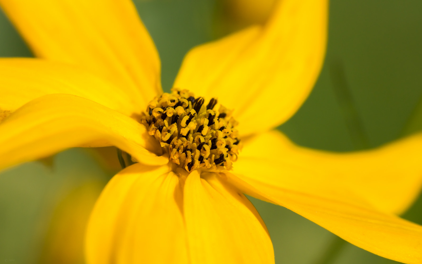 Tamron AF 55-200mm F4-5.6 Di II LD Macro sample photo. Joyful photography
