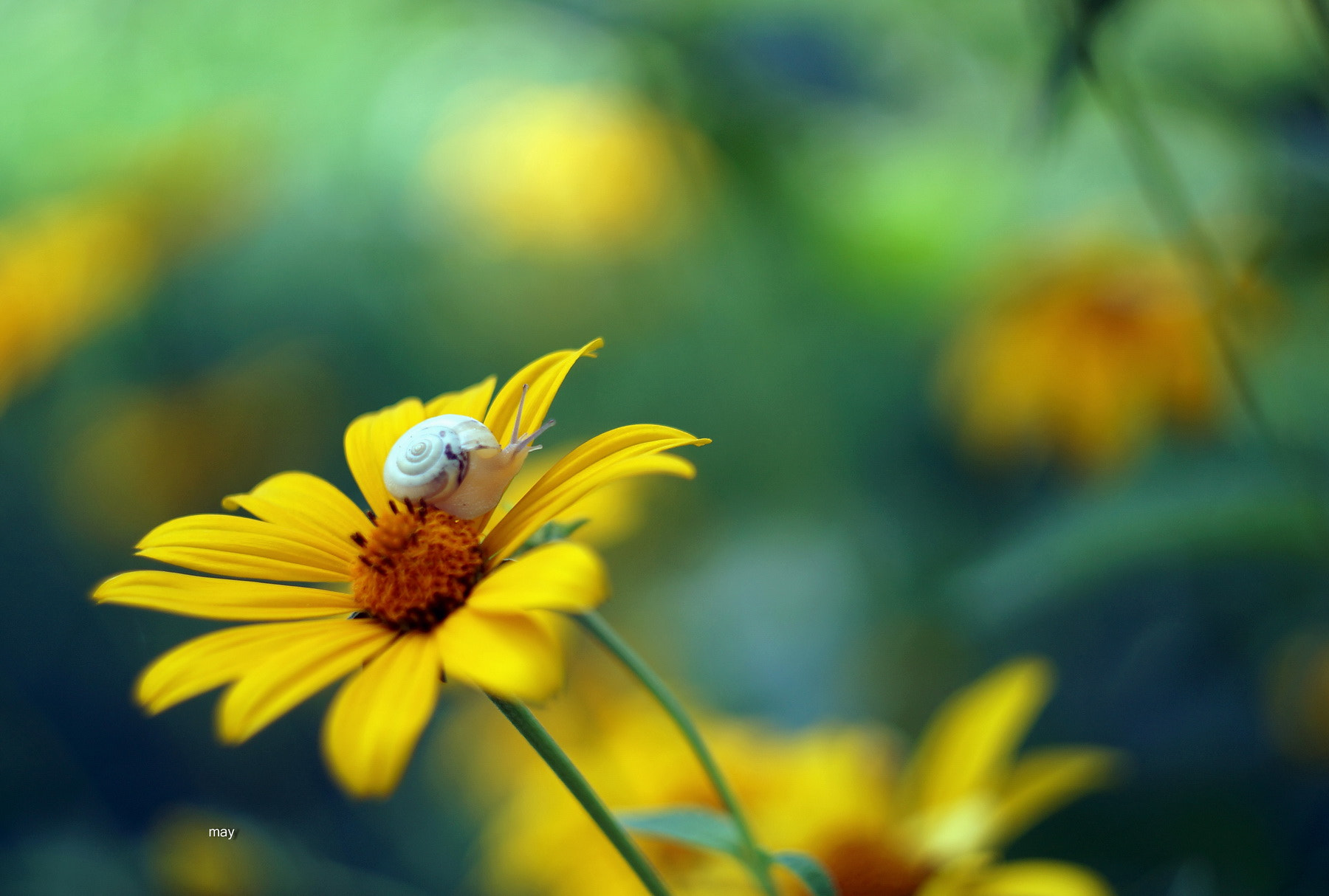 Sony SLT-A65 (SLT-A65V) + Minolta AF 50mm F1.7 sample photo. Snail.. photography