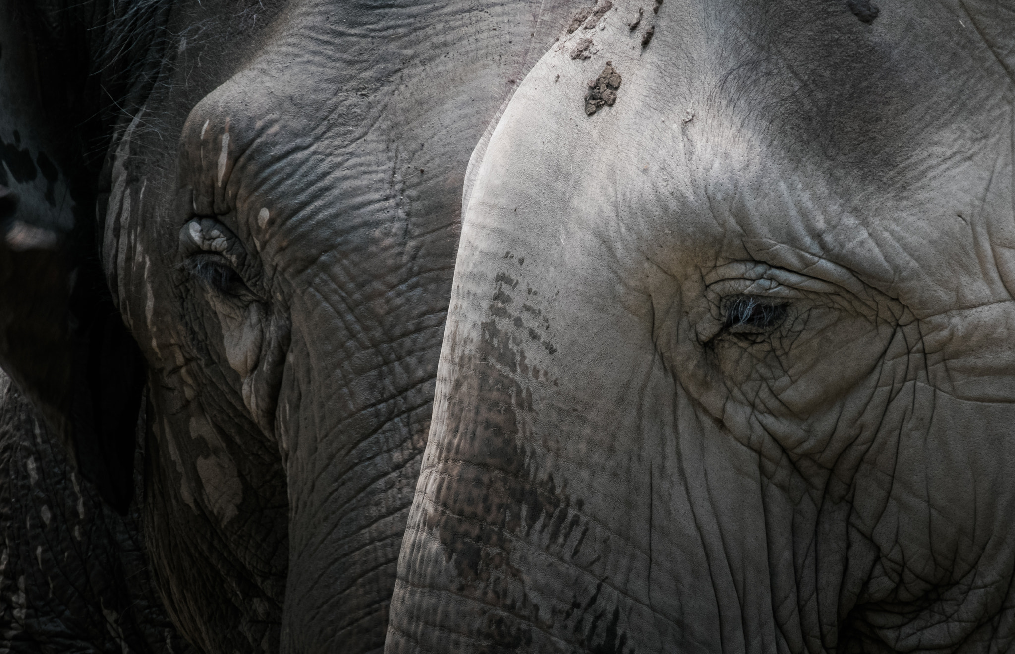 Fujifilm X-T1 + Fujifilm XC 50-230mm F4.5-6.7 OIS II sample photo. Elephants of age photography