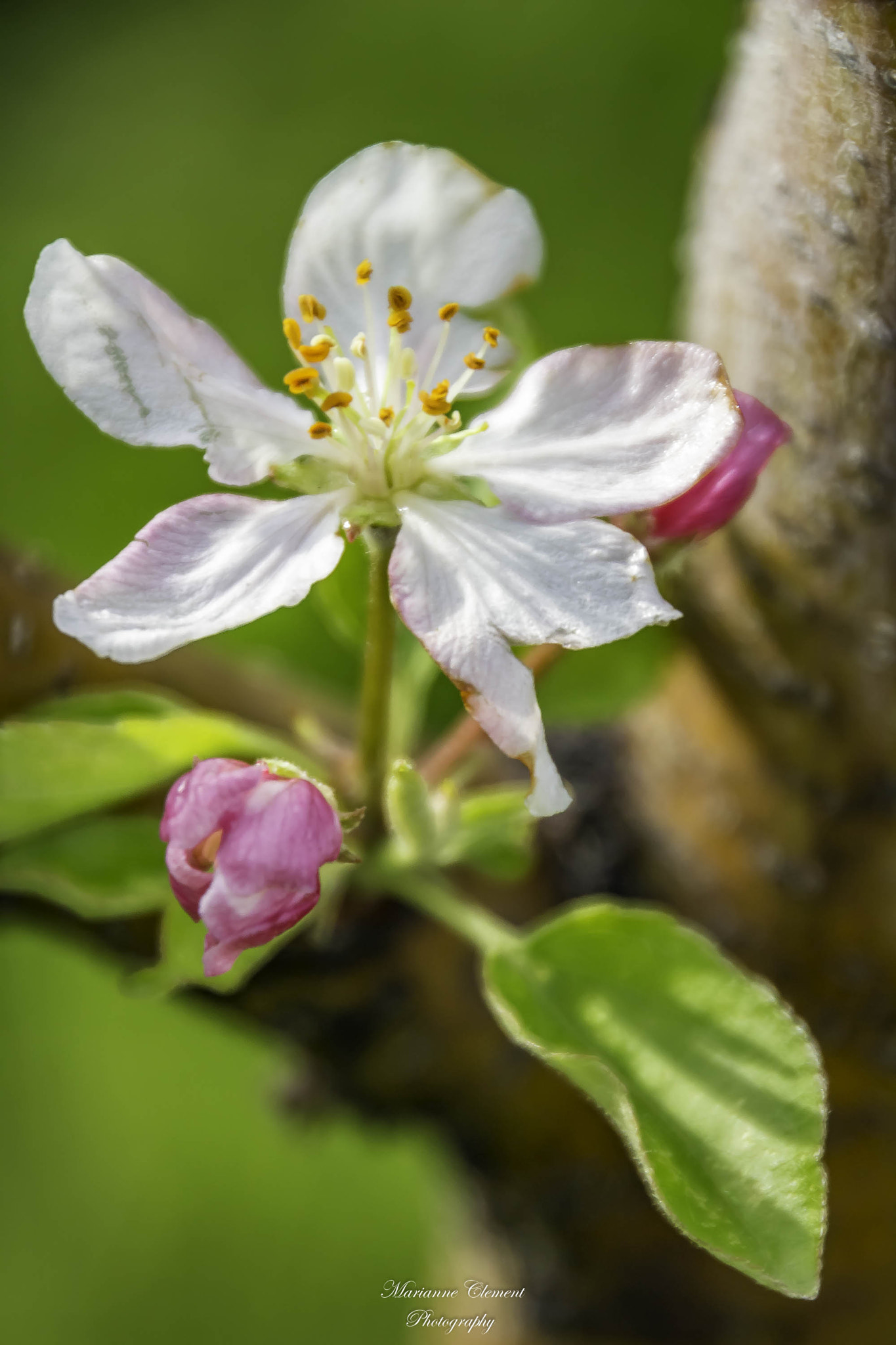 Canon EOS 1200D (EOS Rebel T5 / EOS Kiss X70 / EOS Hi) sample photo. Delicate apple blossom photography