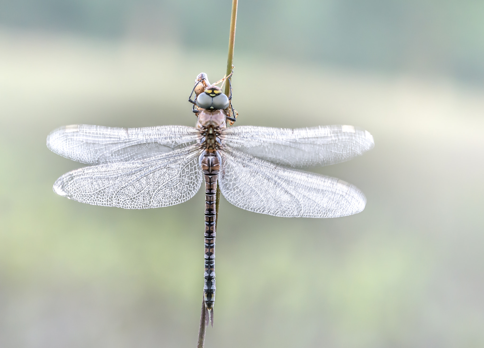 Sigma 150mm F2.8 EX DG OS Macro HSM sample photo. Aeshna mixta photography