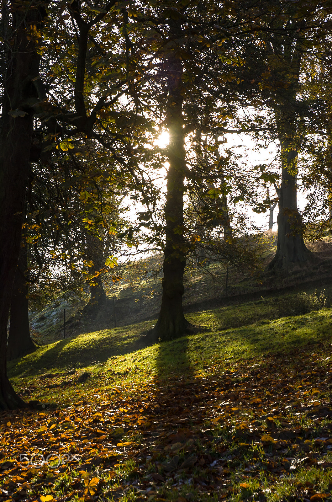 Nikon D2Hs sample photo. Autumn light ii photography