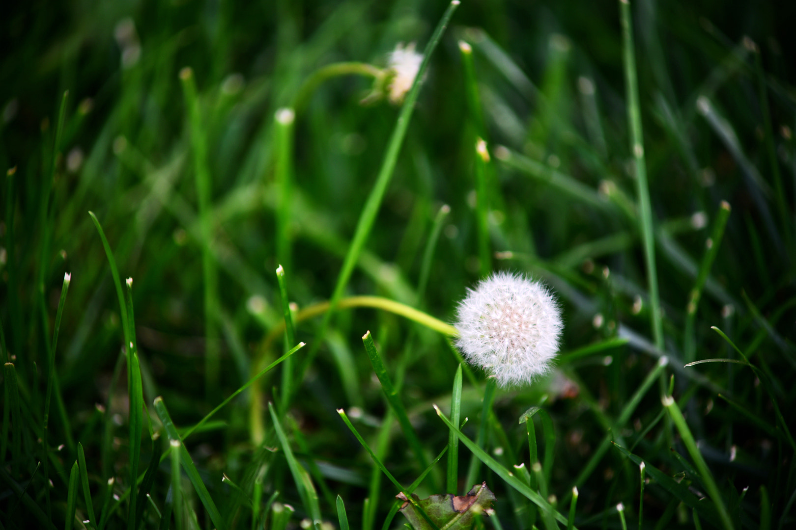 Nikon D750 + AF Zoom-Nikkor 70-210mm f/4 sample photo