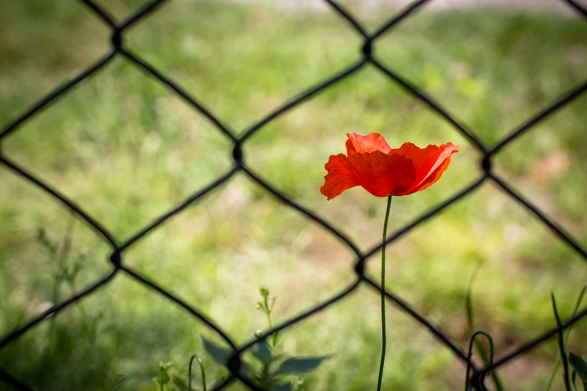 Canon EOS 650D (EOS Rebel T4i / EOS Kiss X6i) + Tamron SP 70-300mm F4-5.6 Di VC USD sample photo. Captured poppy photography