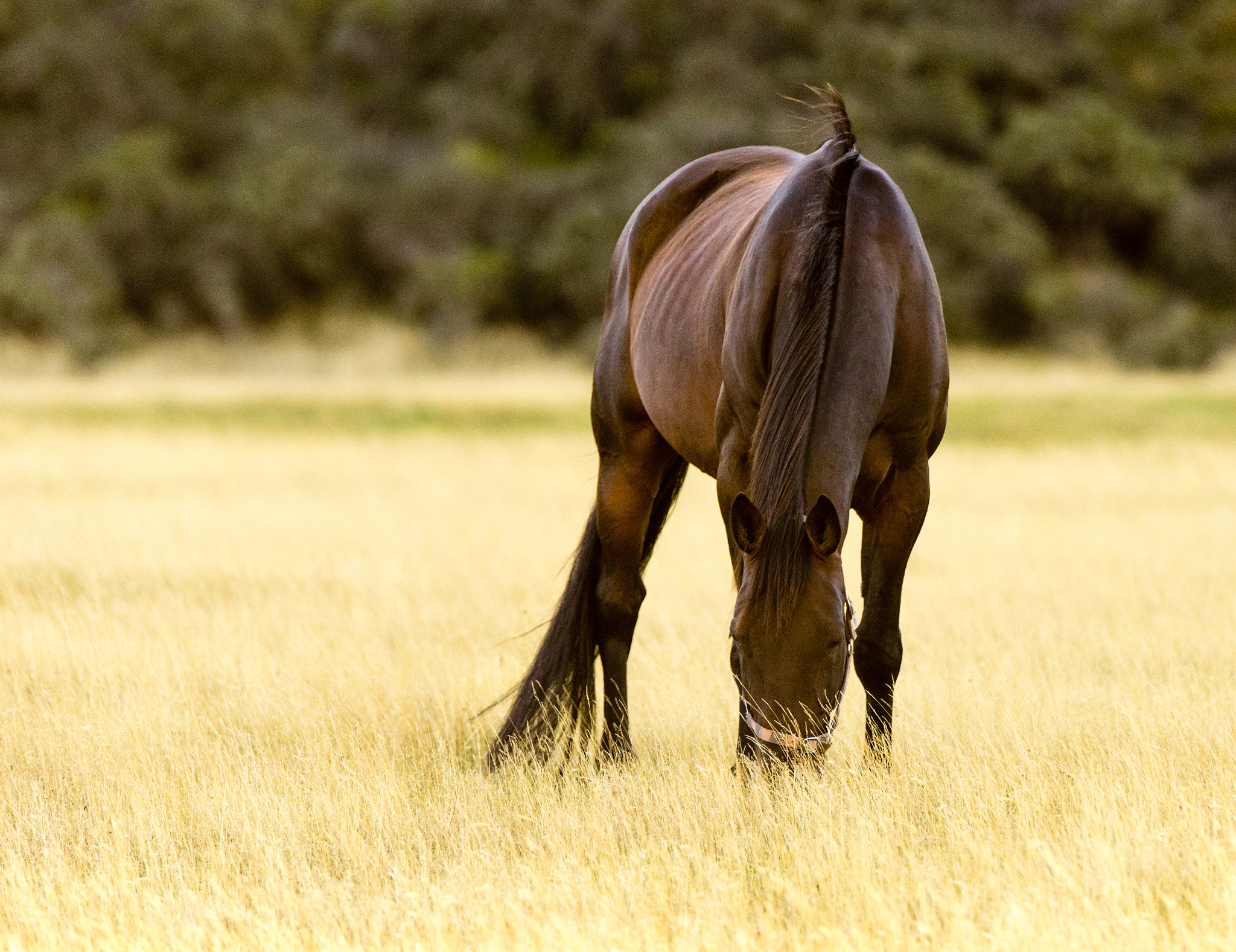 Sony a7 II + Sony 70-400mm F4-5.6 G SSM II sample photo. Horse photography