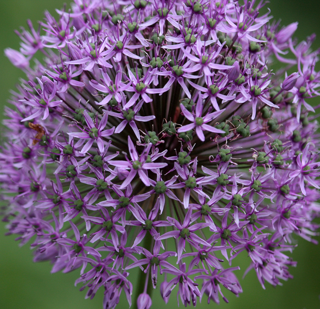 Canon EOS 40D + Canon EF 70-200mm F4L IS USM sample photo. Garlic photography