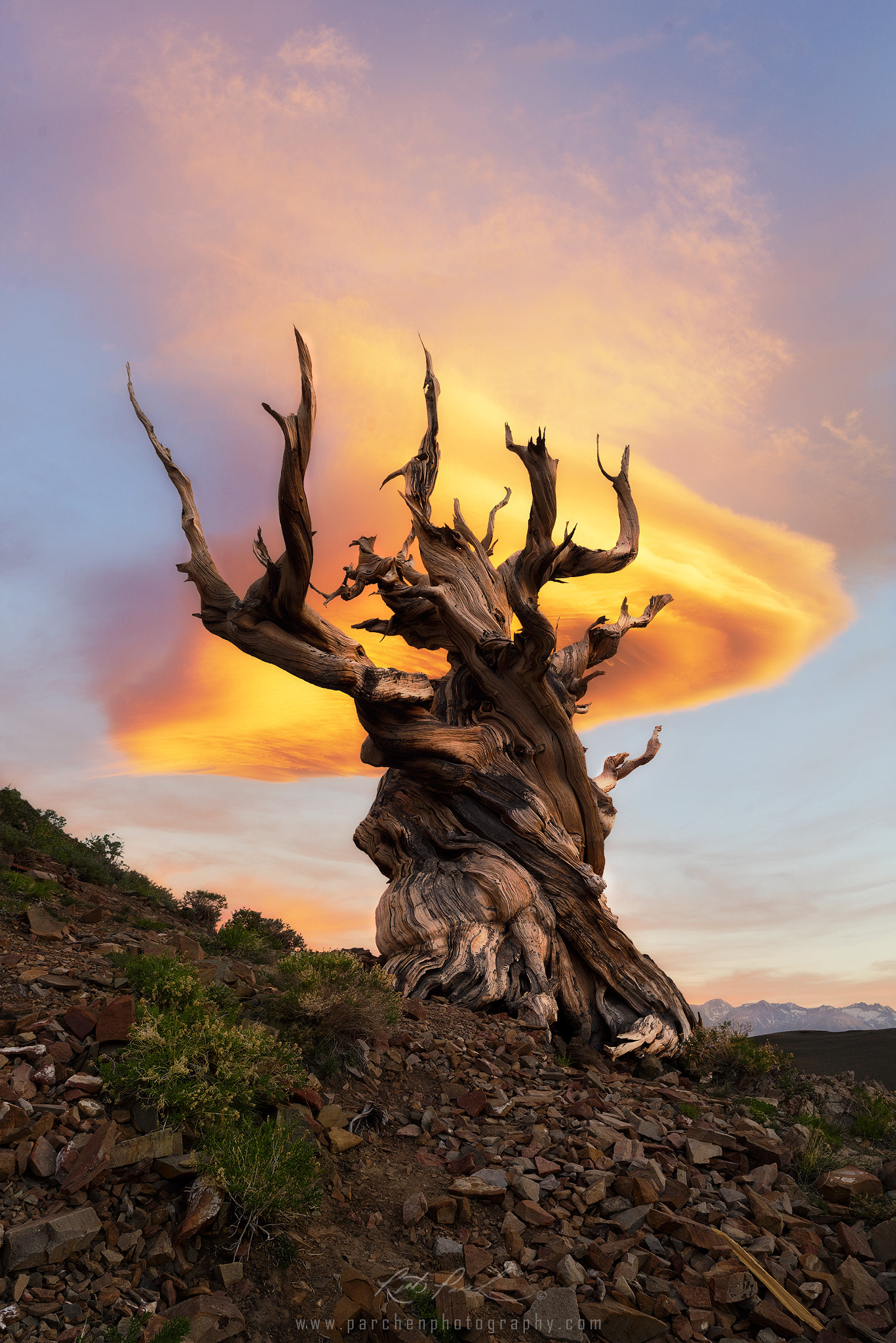 Sony a7R sample photo. Tree of life photography
