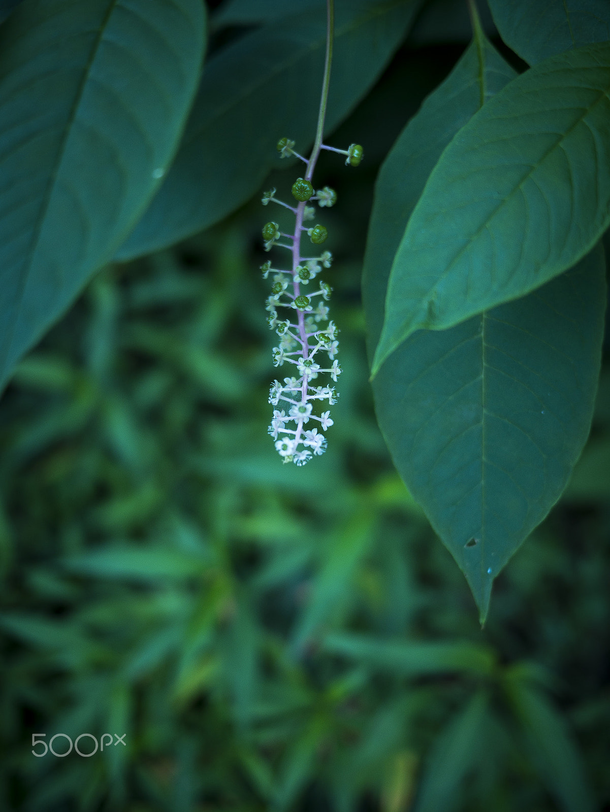 Panasonic Lumix DMC-G7 sample photo. Small flowers photography