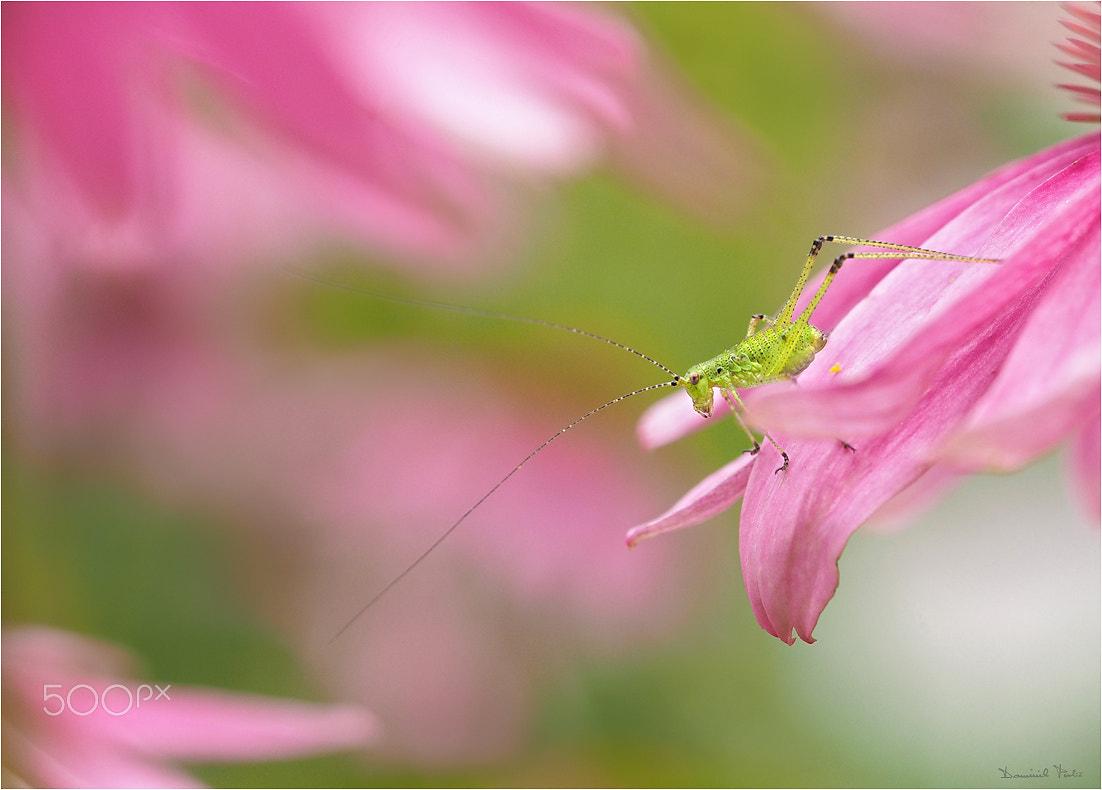Olympus PEN E-PL7 sample photo. Green little thing photography