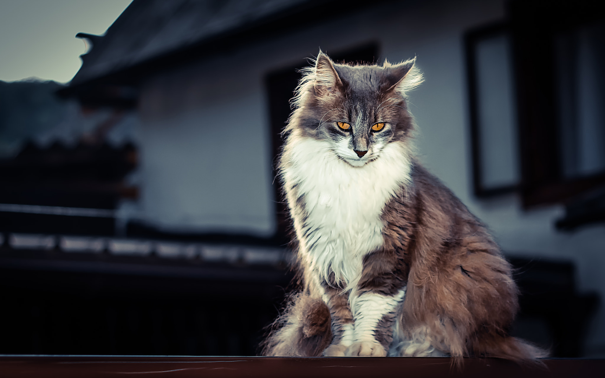 Canon EOS 7D + Canon EF 50mm f/1.8 sample photo. Observer photography