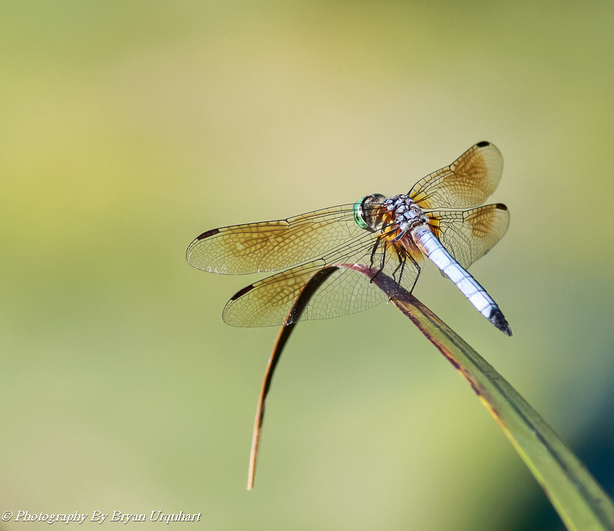 Canon EF 400mm F5.6L USM sample photo. Dragon fly photography