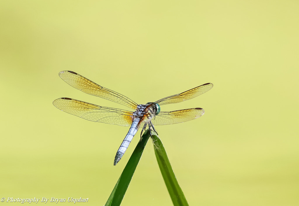 Canon EOS 70D + Canon EF 400mm F5.6L USM sample photo. Dragon fly photography