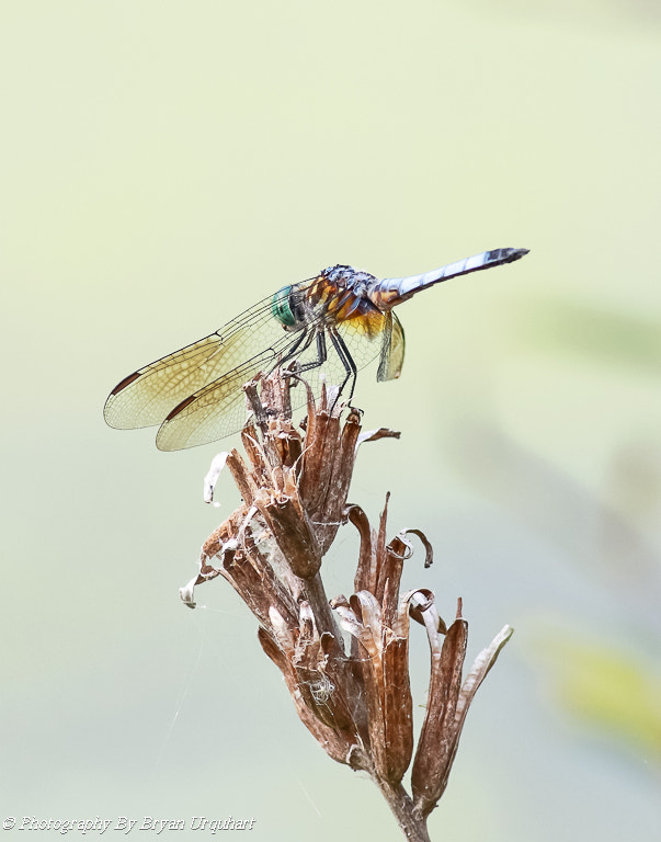 Canon EF 400mm F5.6L USM sample photo. Dragon fly photography