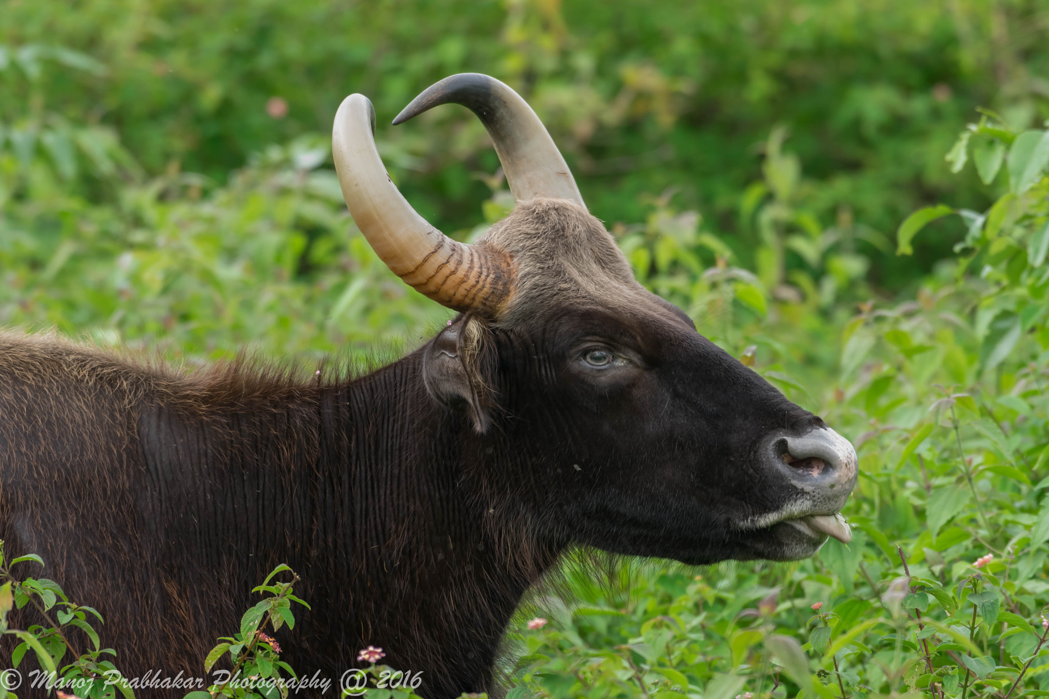 Nikon AF-S Nikkor 200-500mm F5.6E ED VR sample photo. Majestic gaur photography