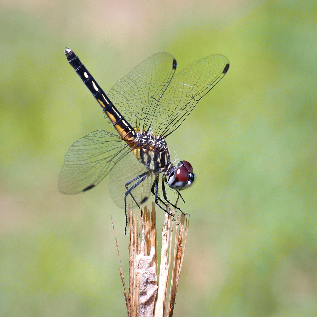 Panasonic Leica DG Macro-Elmarit 45mm F2.8 ASPH OIS sample photo. Blue dasher (pachydiplax longipennis) photography