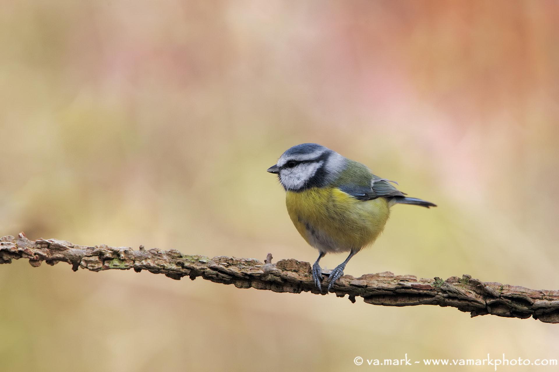Tamron SP 150-600mm F5-6.3 Di VC USD sample photo. Cinciarella photography