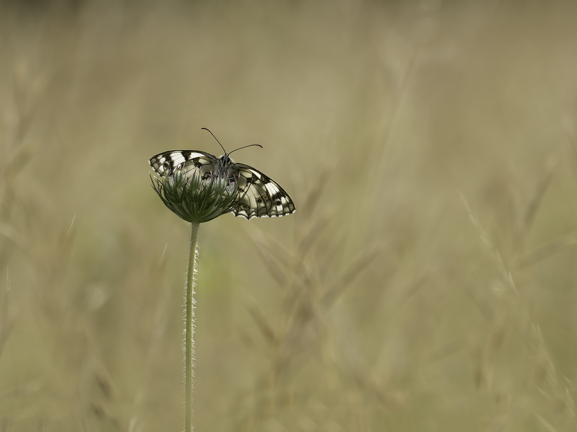 Sigma 180mm F3.5 EX DG Macro sample photo. Demi-deuil photography