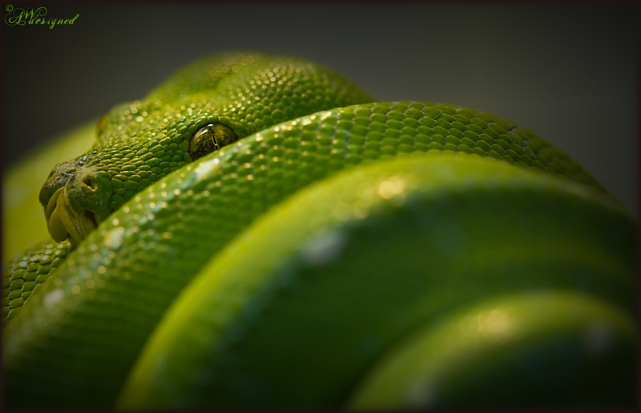 Sigma 105mm F2.8 EX DG OS HSM sample photo. Grüner baumpython.jpg photography