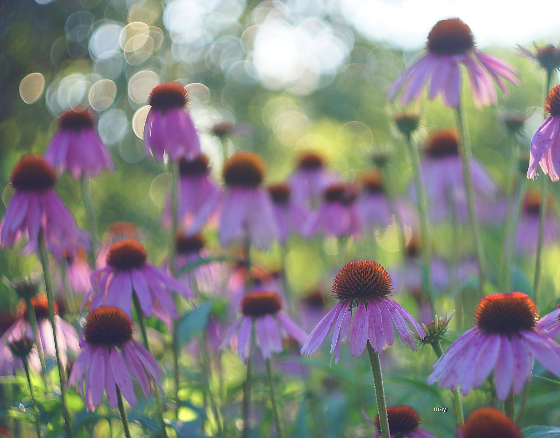 Sony SLT-A65 (SLT-A65V) + Minolta AF 50mm F1.7 sample photo. Echinacea and bokeshki))) photography