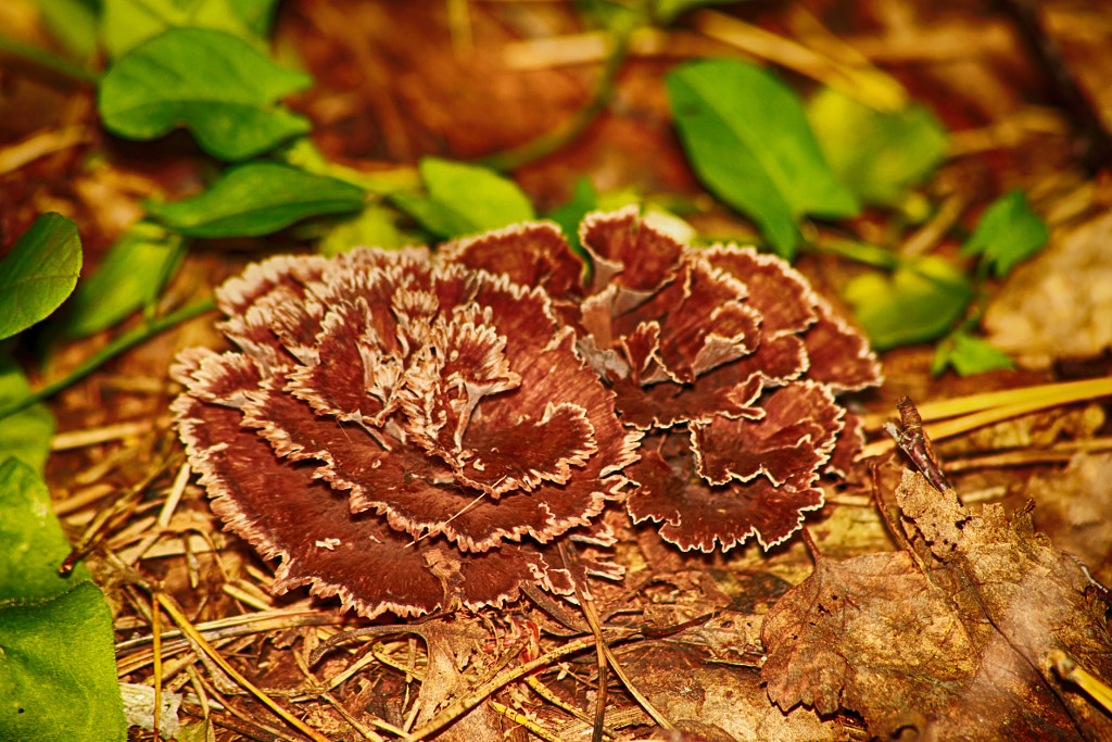 Trametes versicolor, автор — Nick Patrin на 500px.com