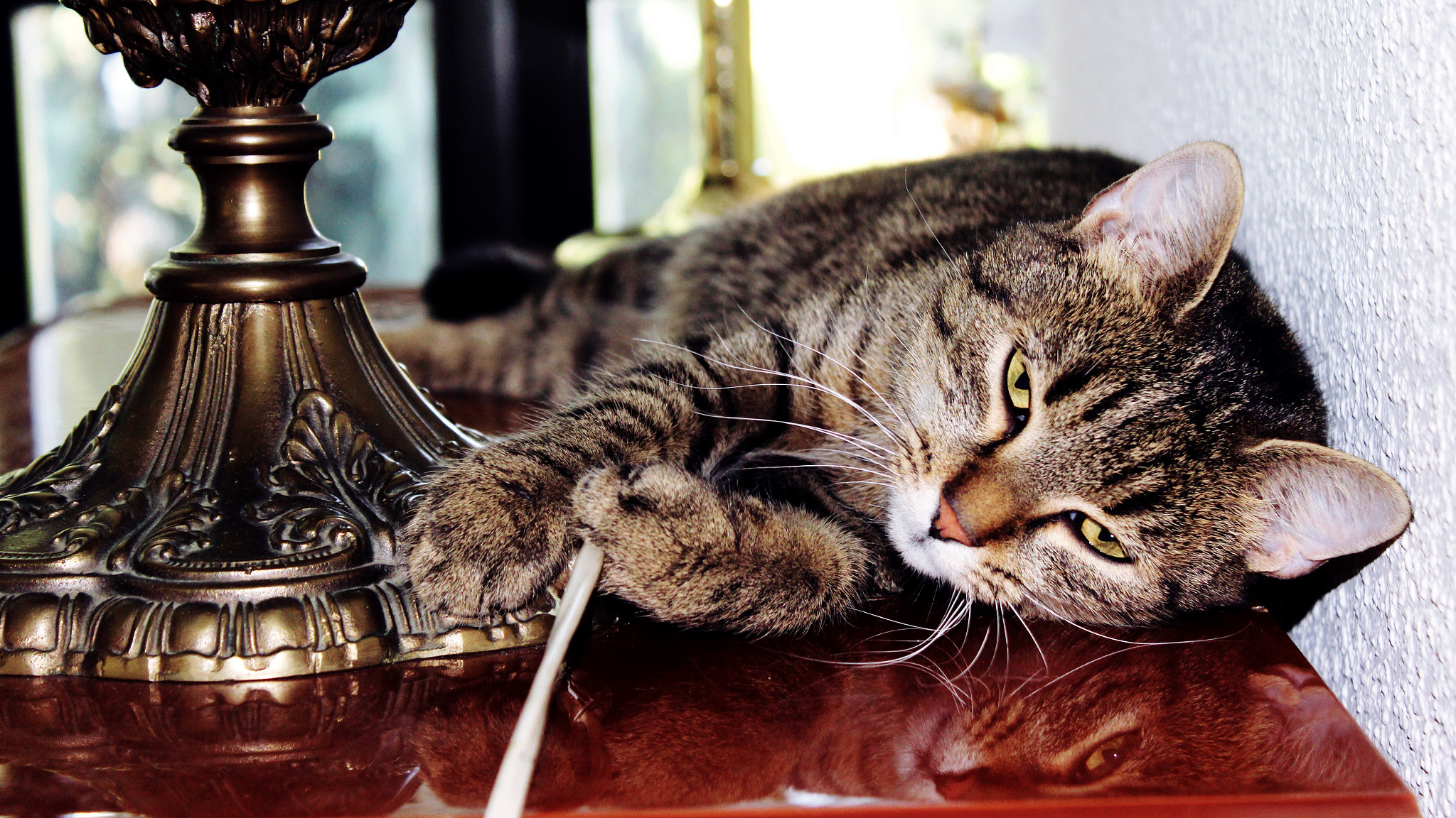 Canon EF-S 18-55mm F3.5-5.6 III sample photo. Kitten photography