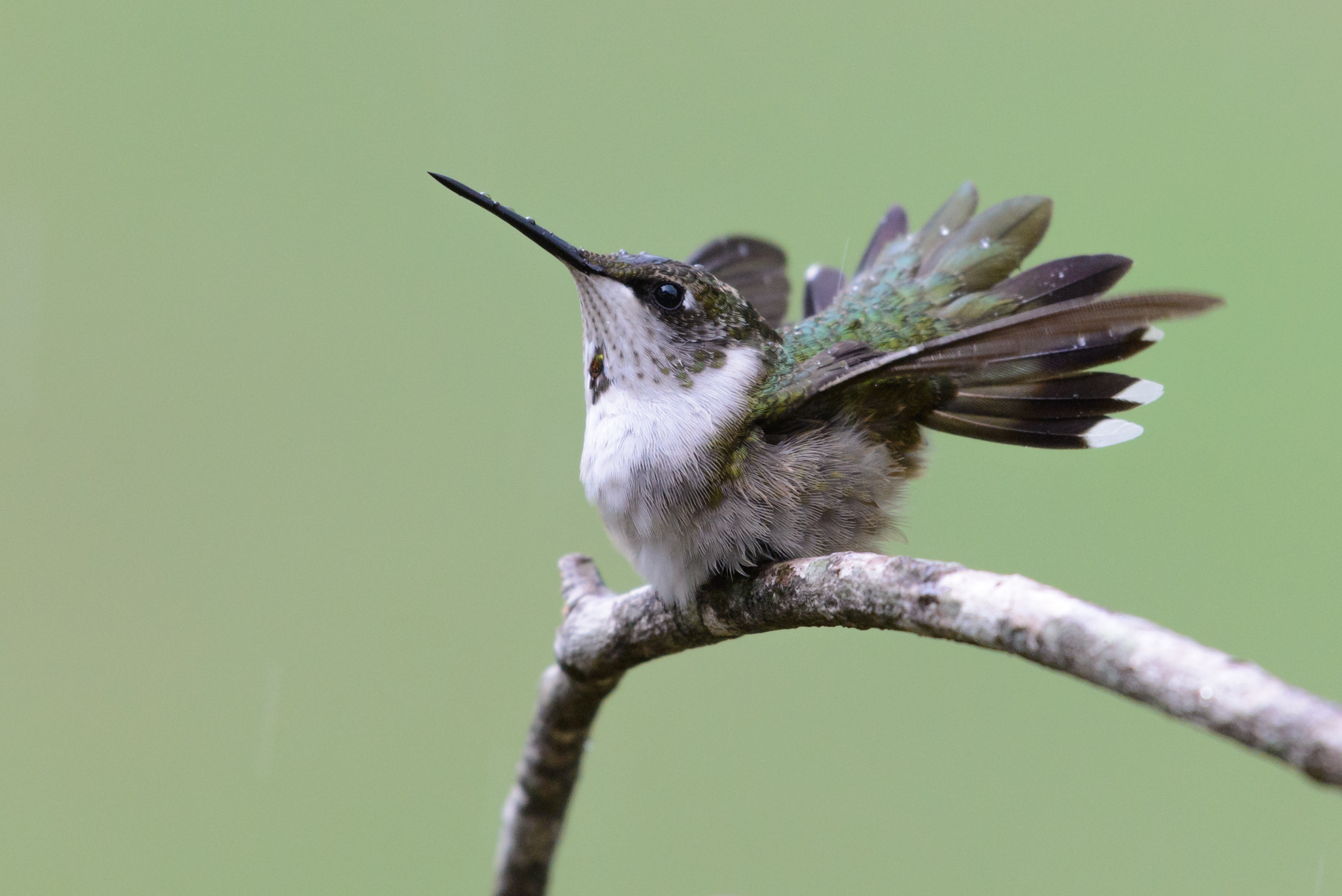 Nikon AF-S Nikkor 200-500mm F5.6E ED VR sample photo. Rain dance photography