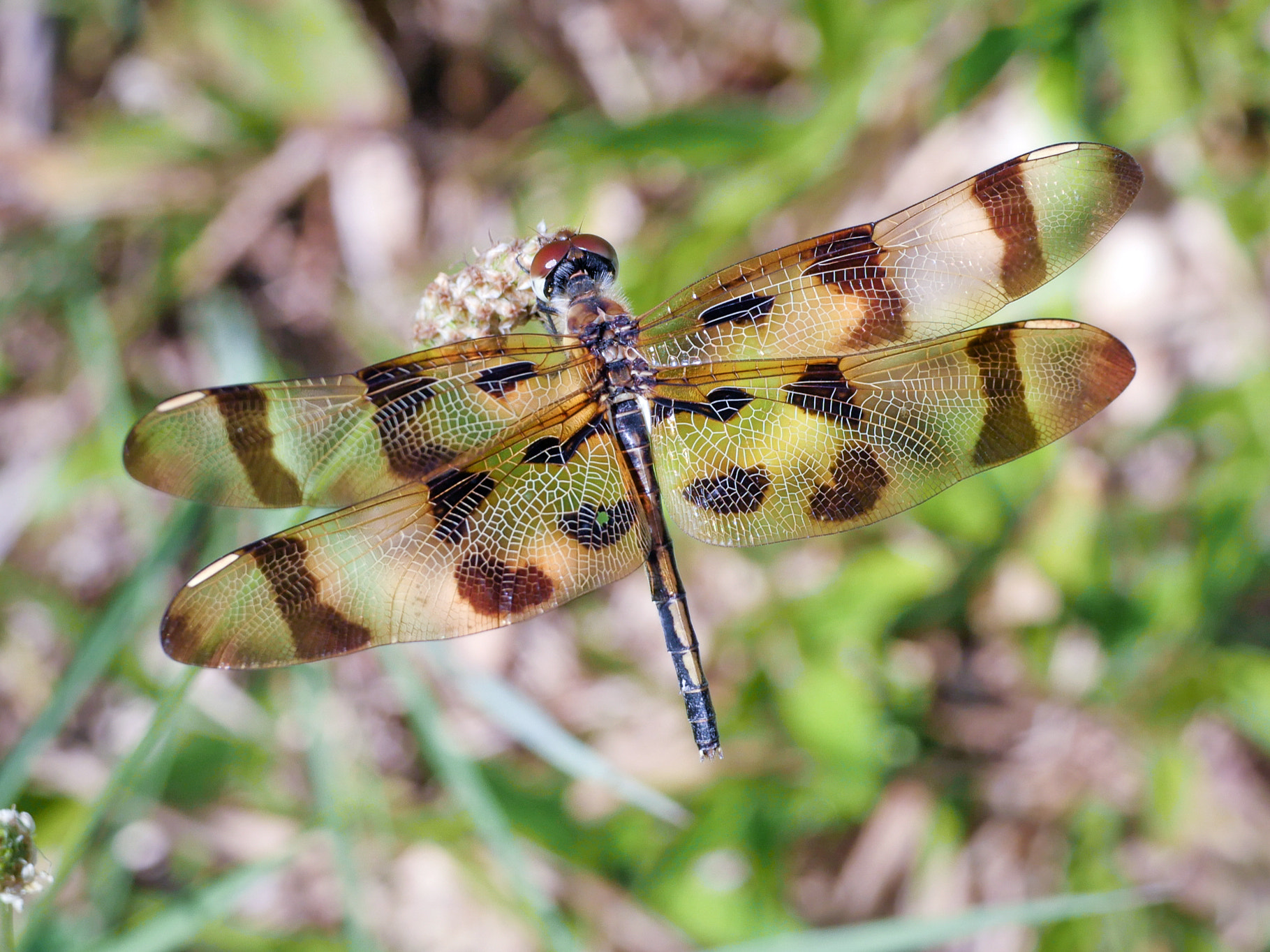 Panasonic Leica DG Macro-Elmarit 45mm F2.8 ASPH OIS sample photo. Halloween pennant (celithemis eponina) photography