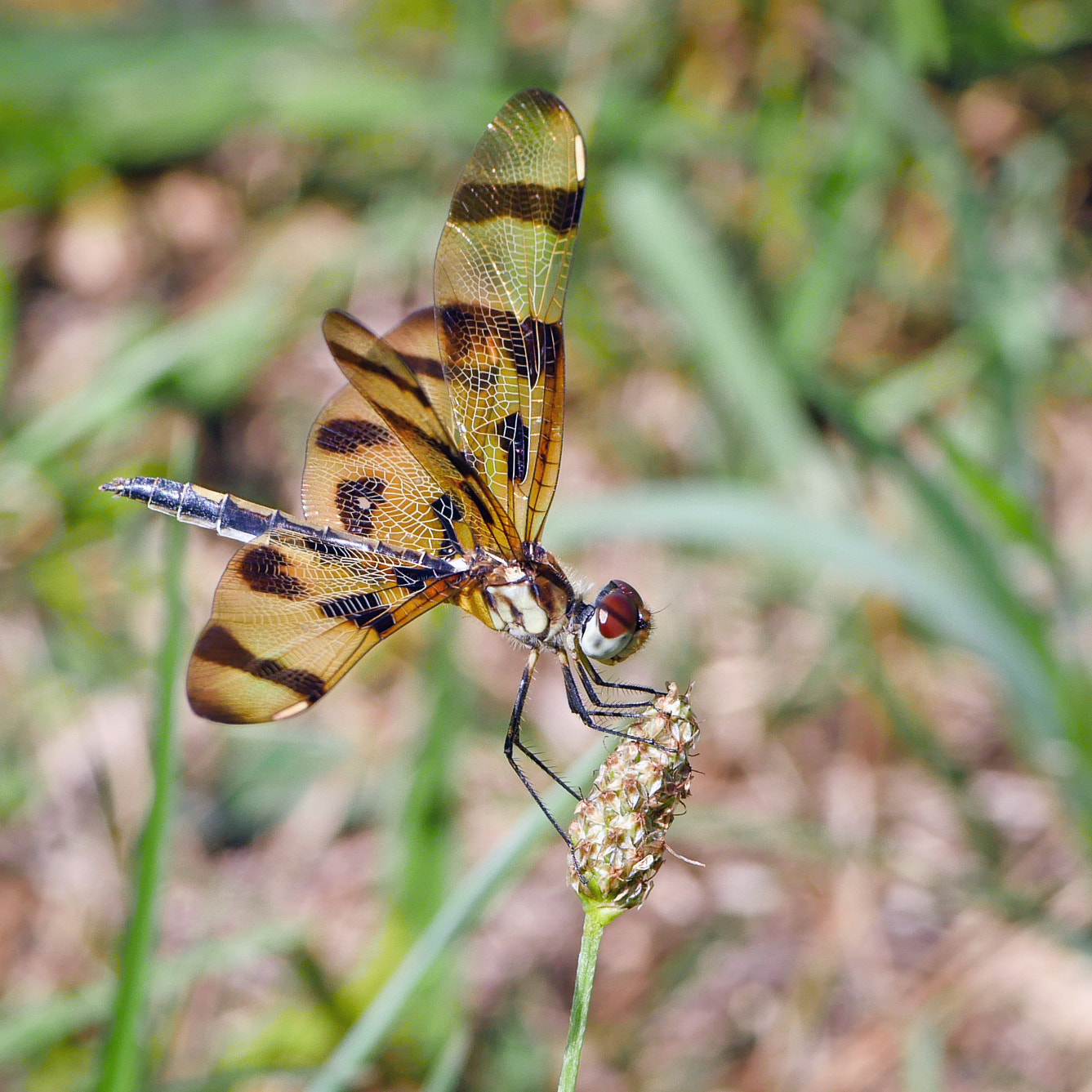 Panasonic Leica DG Macro-Elmarit 45mm F2.8 ASPH OIS sample photo. Halloween pennant (celithemis eponina) photography