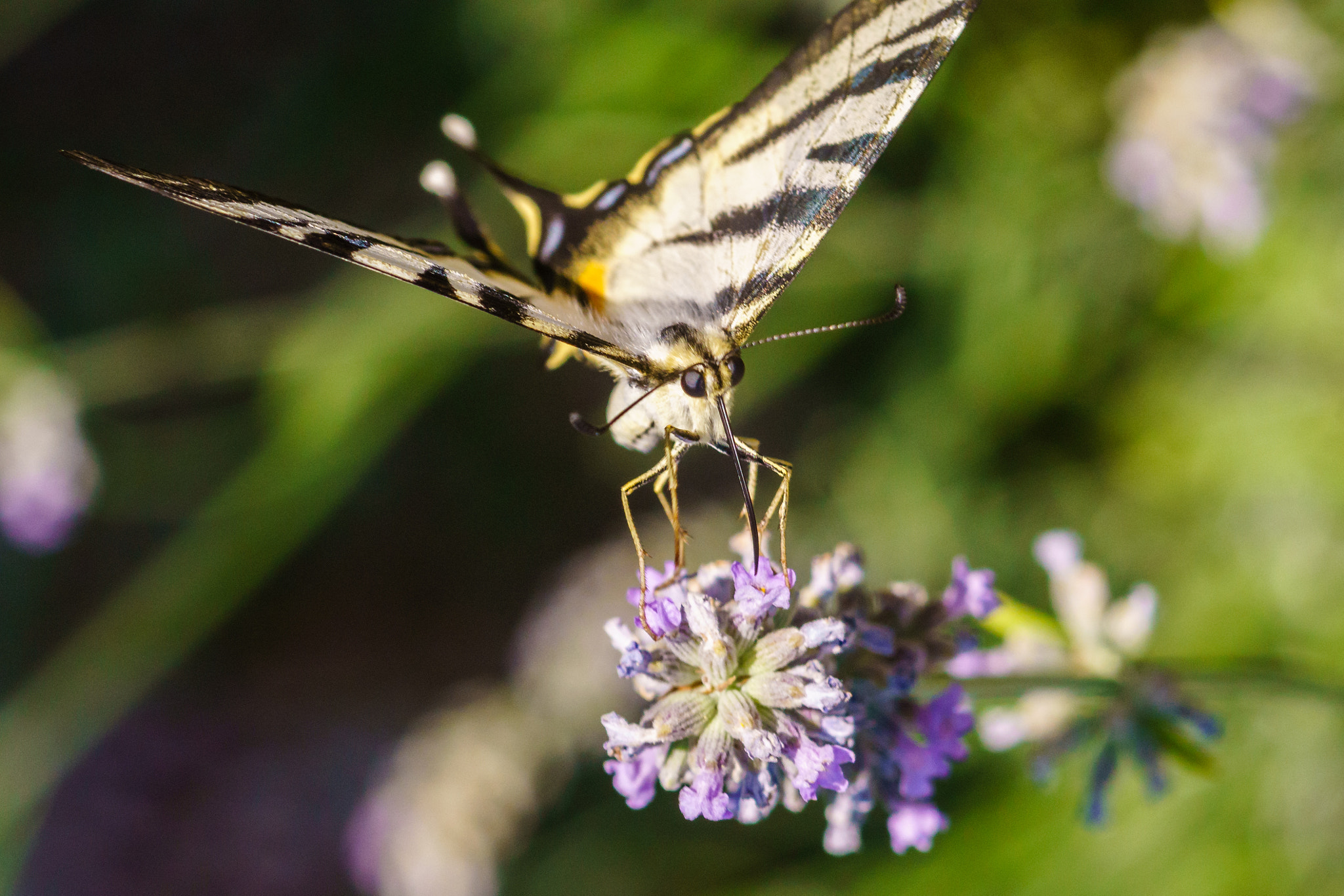 Tokina EMZ M100 AF 100mm F3.5 sample photo. The butterfly and the lavender's flower photography