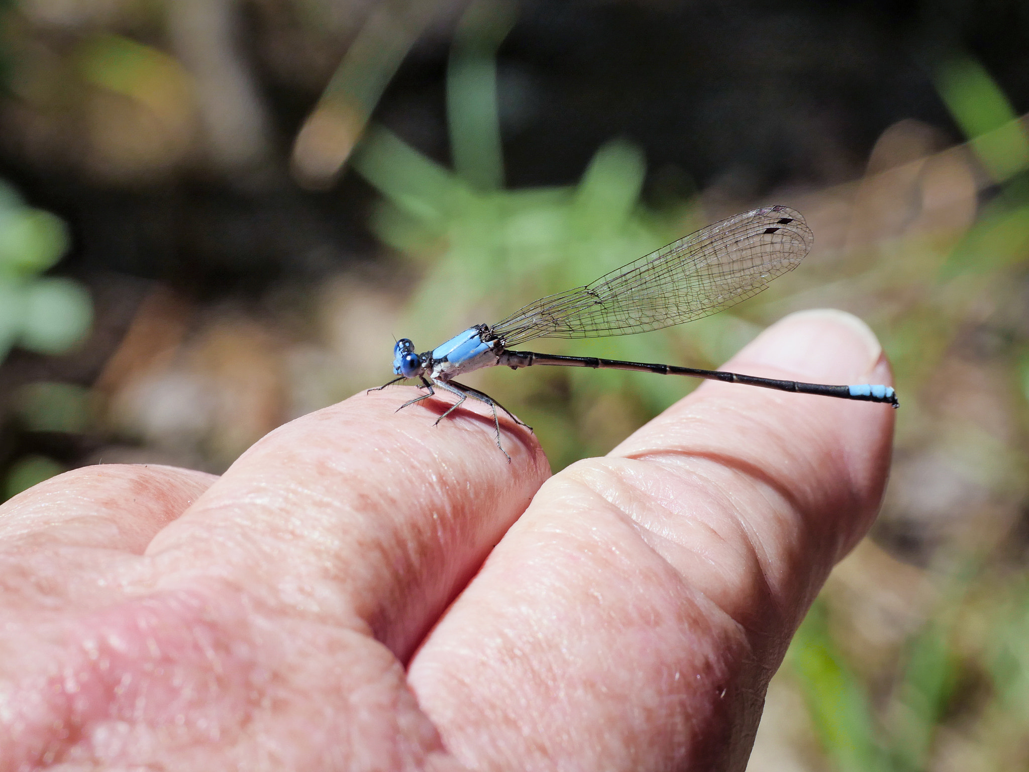 Panasonic Leica DG Macro-Elmarit 45mm F2.8 ASPH OIS sample photo. Blue-fronted dancer (argia apicalis) photography