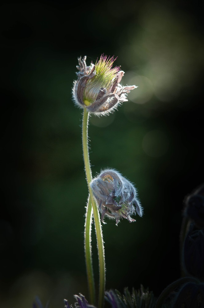 Nikon AF-S Nikkor 70-200mm F2.8G ED VR II sample photo. Comforting photography