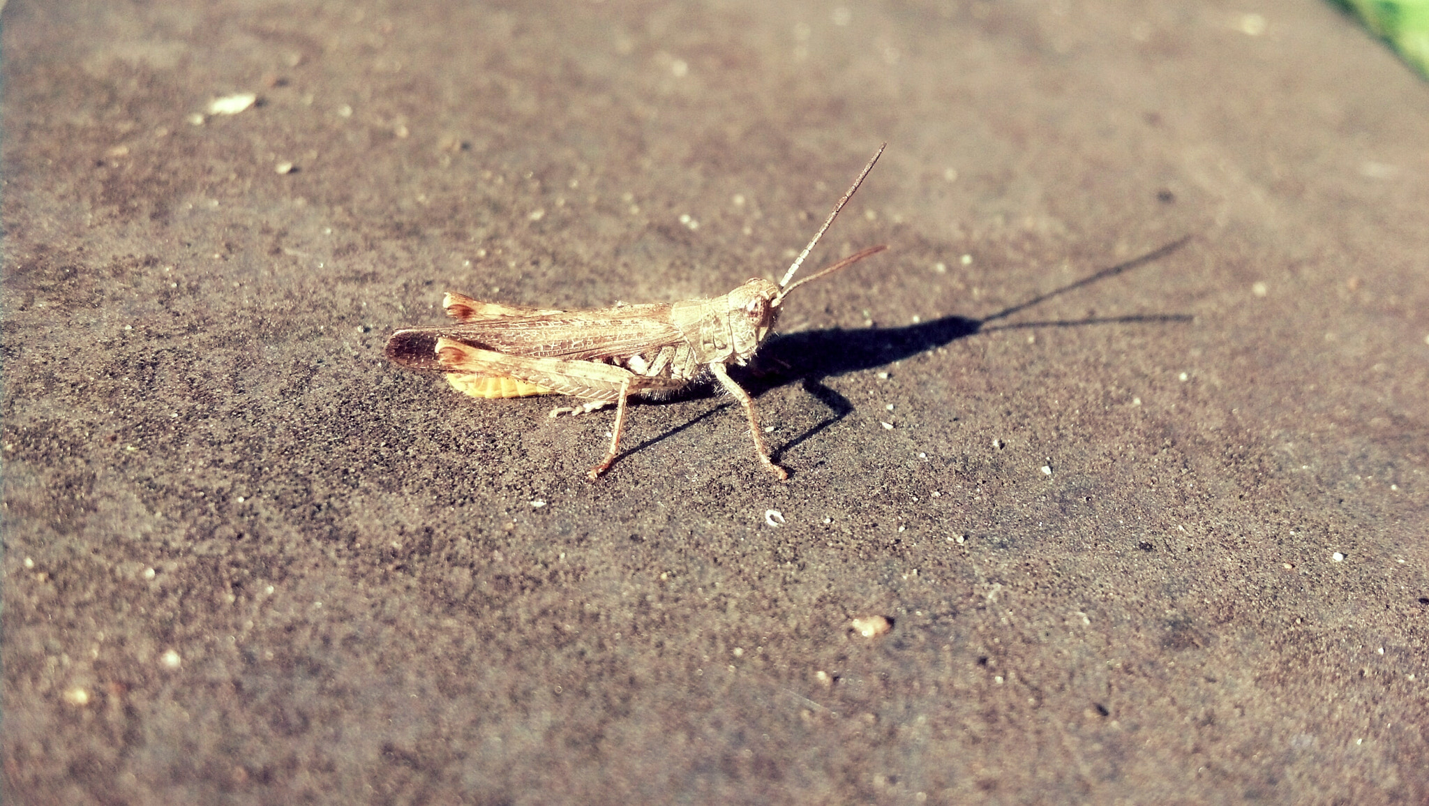 Motorola DROID RAZR sample photo