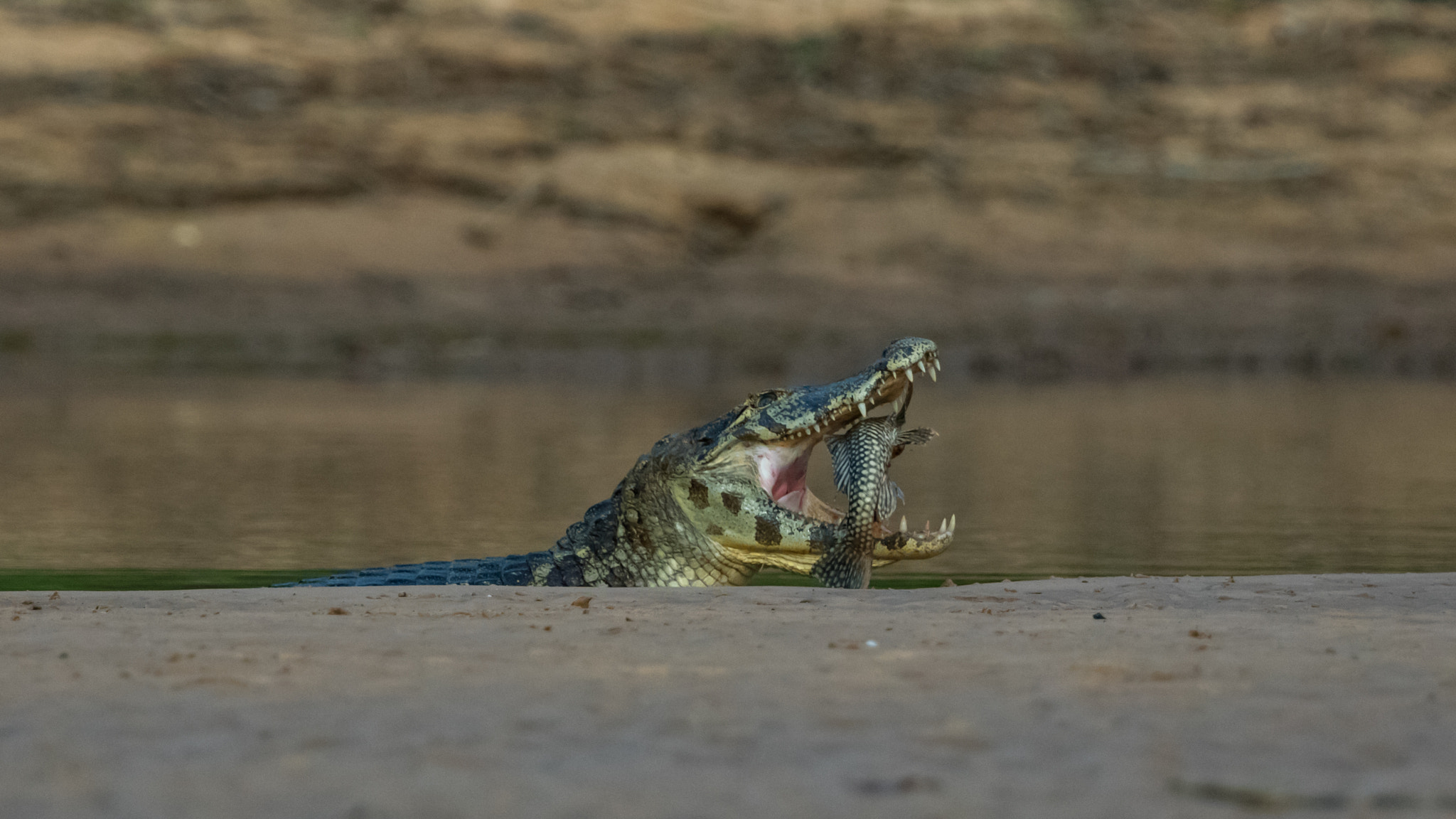 Canon EOS 5DS R + Canon EF 300mm F2.8L IS II USM sample photo. Lunch time photography