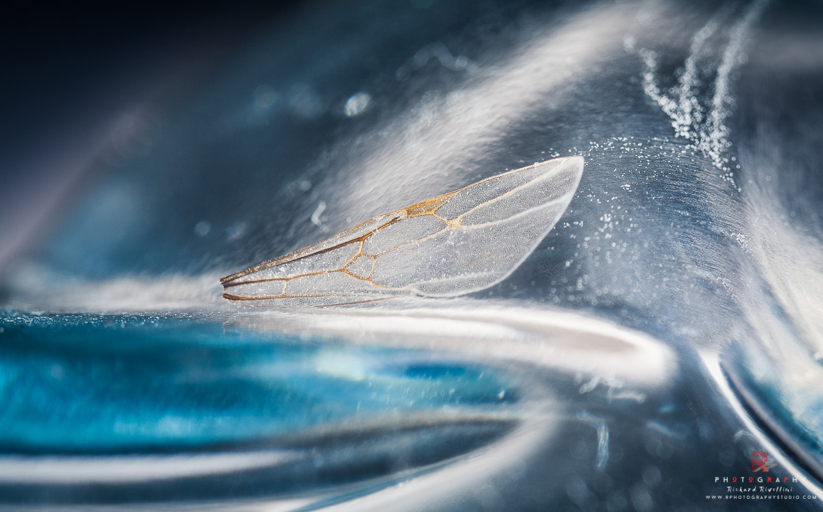 Canon EF 180mm F3.5L Macro USM sample photo. Iced wing photography