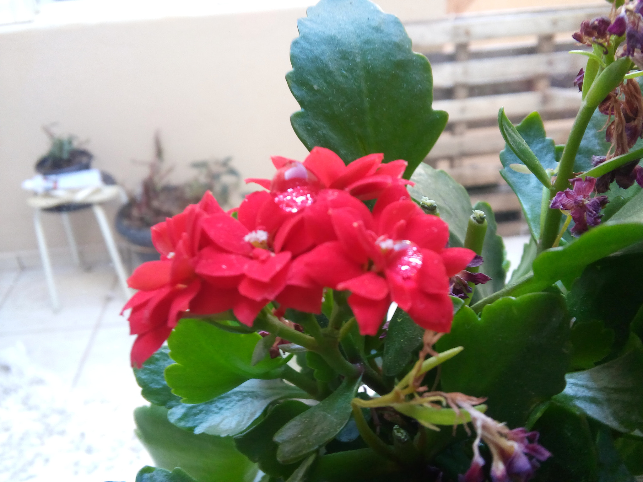 LG L Bello sample photo. Bubbles on the flower! photography