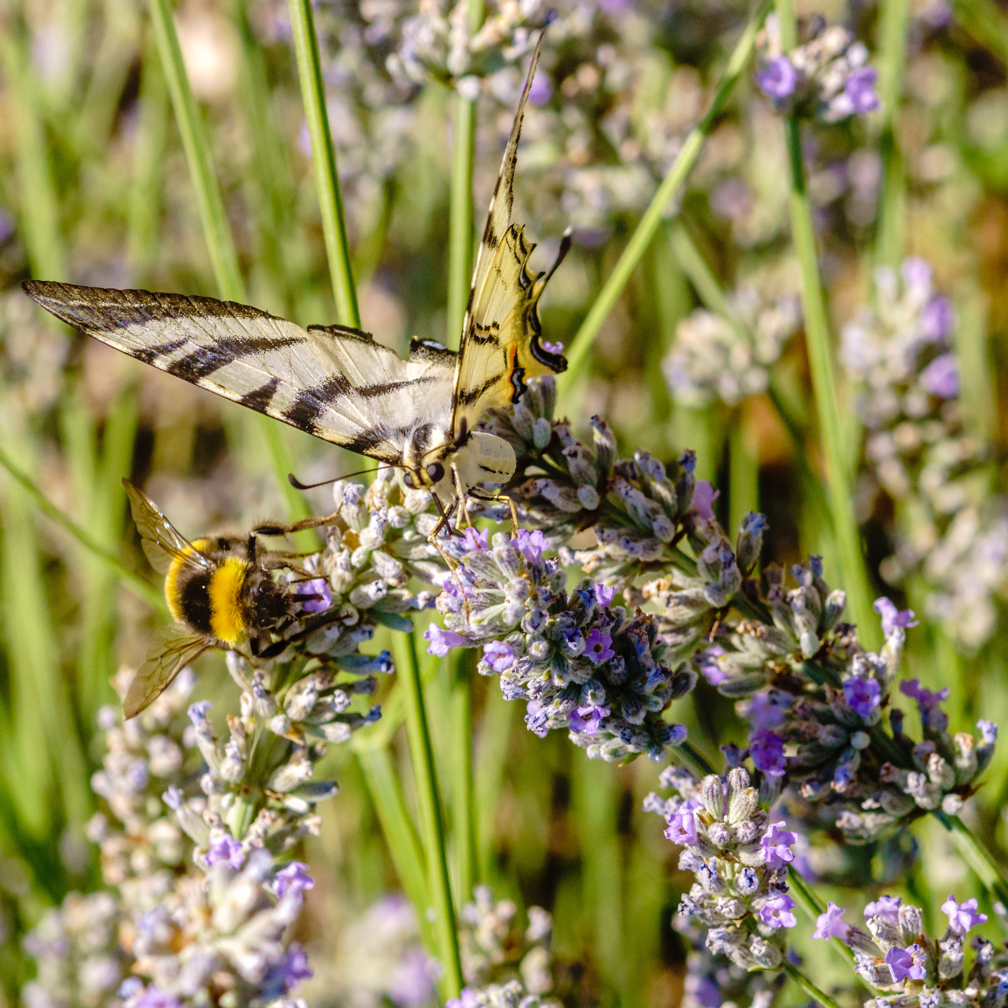 Sony a6000 + Tokina EMZ M100 AF 100mm F3.5 sample photo