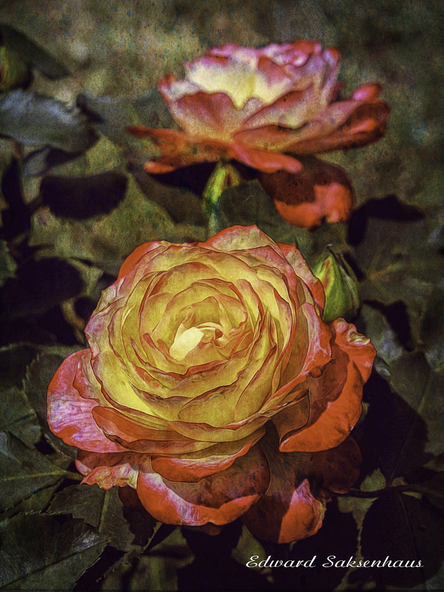 KONICA MINOLTA DiMAGE 7 sample photo. Roses photography