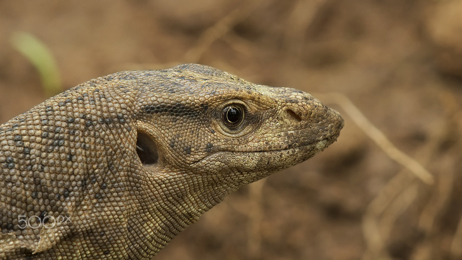 Canon EF 400mm F2.8L IS USM sample photo. Creepy crawler photography