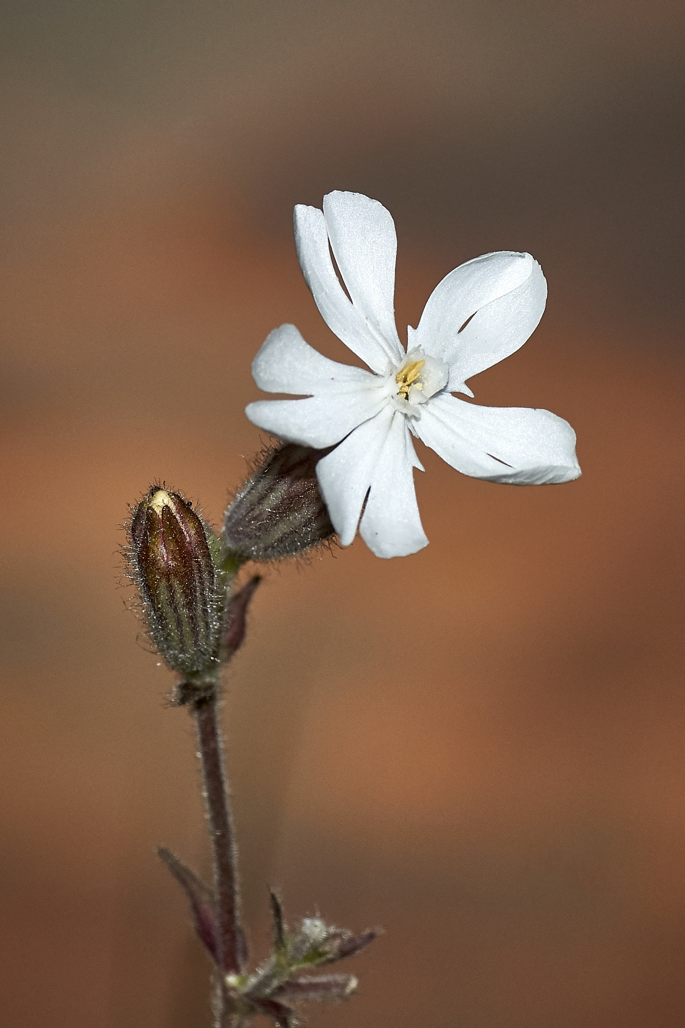 Sony SLT-A77 + Tamron SP AF 90mm F2.8 Di Macro sample photo. From the roadside photography