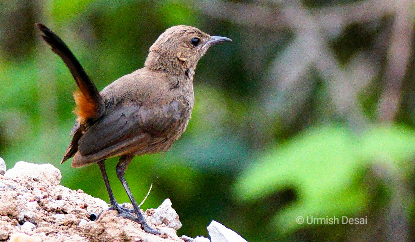 150-600mm F5-6.3 DG OS HSM | Contemporary 015 sample photo. Female indian robbin  photography