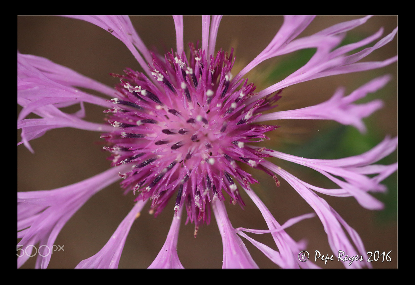 Canon EOS 7D + Sigma 105mm F2.8 EX DG Macro sample photo. Flor photography