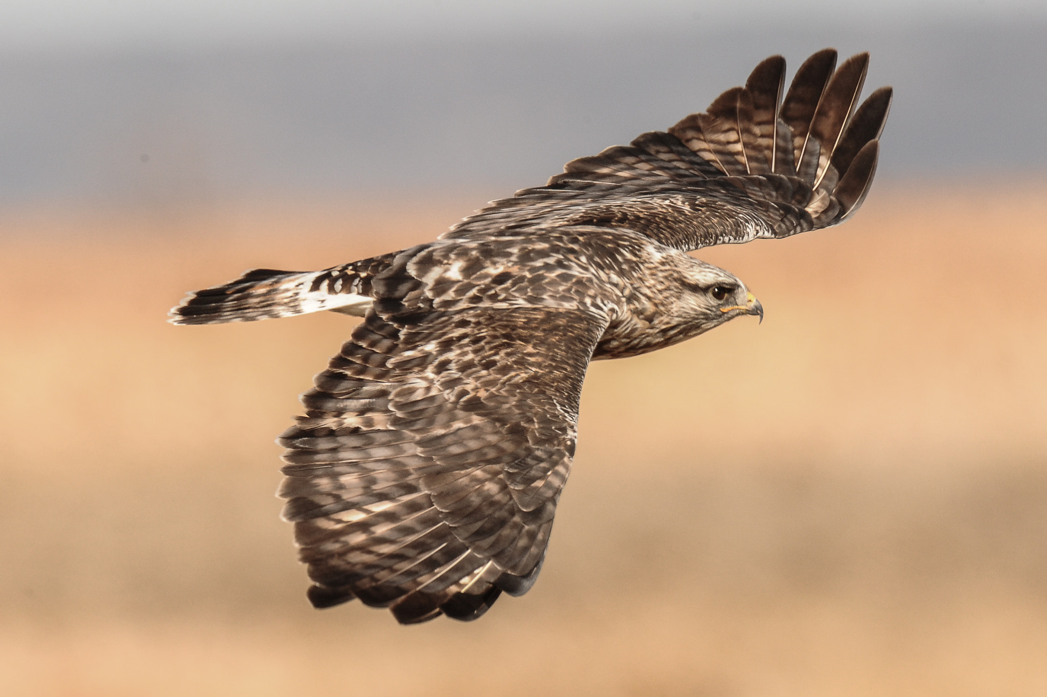 Nikon AF-S Nikkor 400mm F2.8G ED VR II sample photo. Rough-legged hawk photography