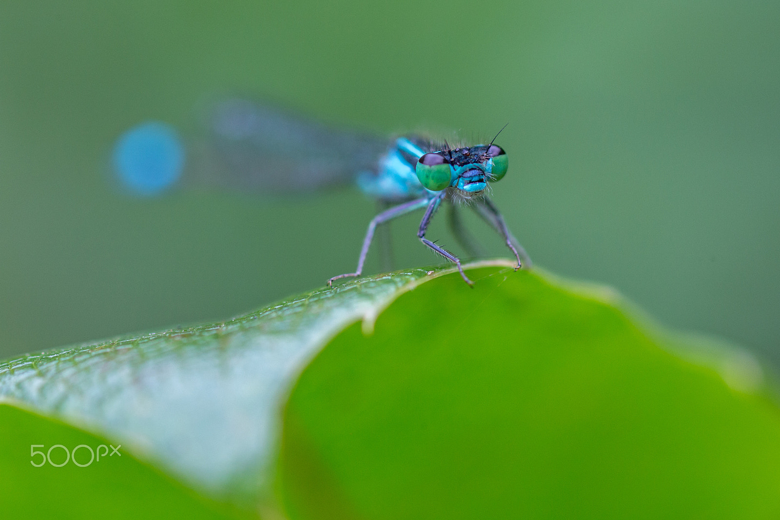 Canon EF 100mm F2.8 Macro USM sample photo. I see you photography