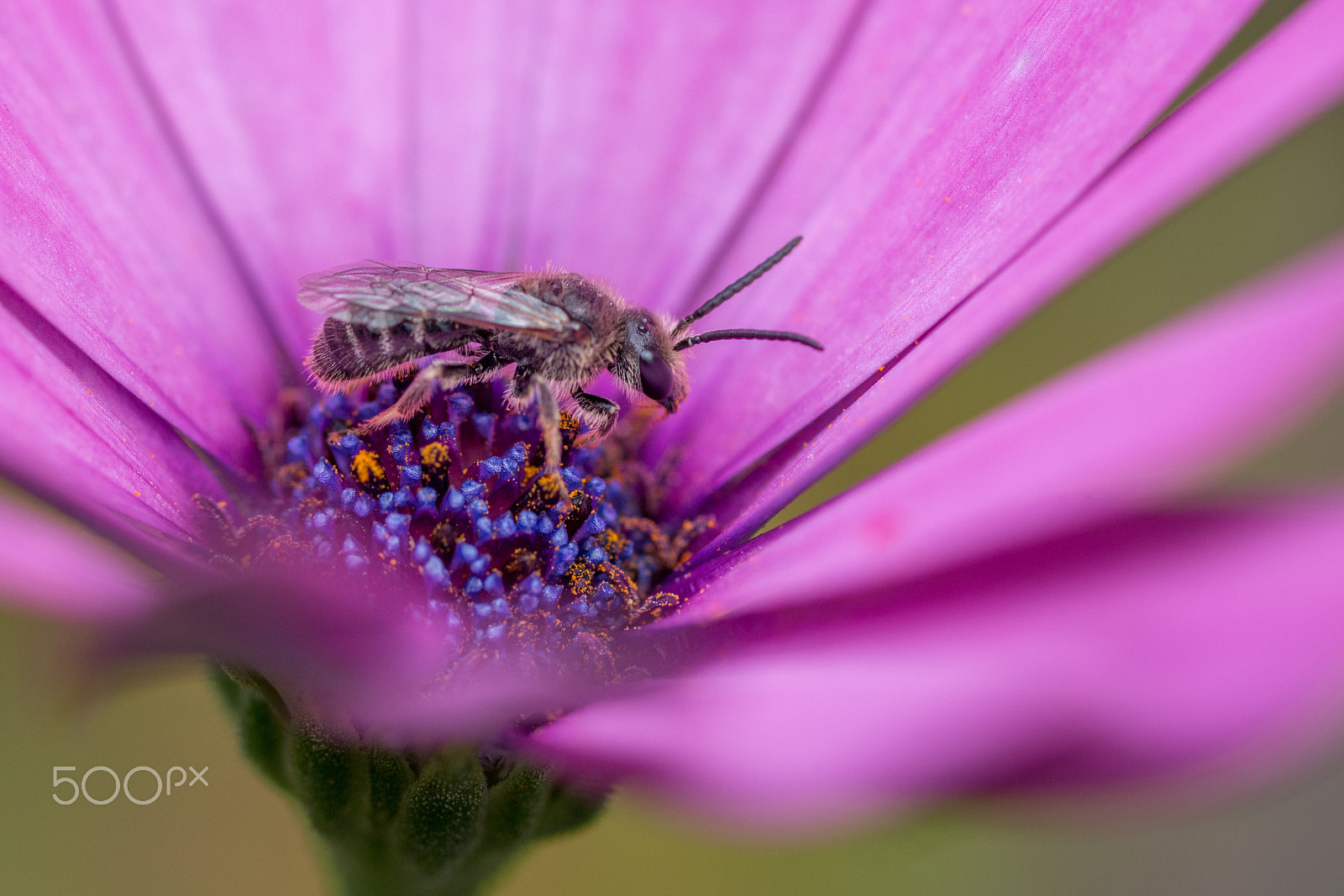 Canon EF 100mm F2.8 Macro USM sample photo. Just sitting on the flower photography