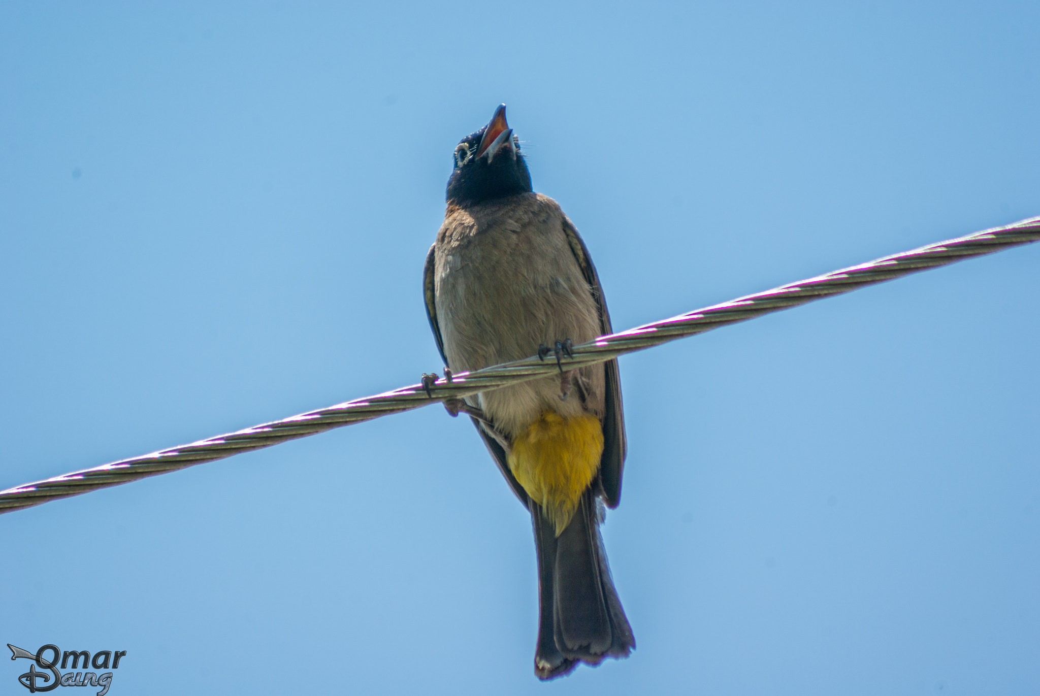 smc PENTAX-FA 80-320mm F4.5-5.6 sample photo. White-spectacled bulbul pycnonotus xanthopygos - arap bülbülü-7 photography