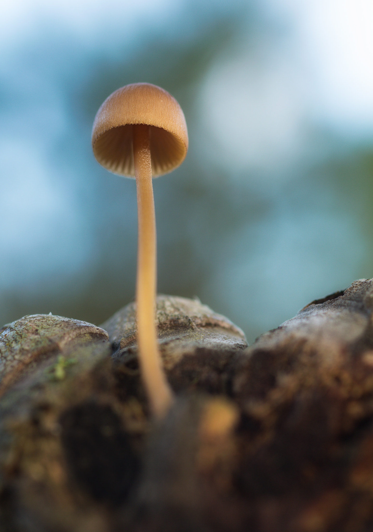 Canon EOS 60D + Sigma 50mm f/2.8 EX sample photo. Mycena en piña photography